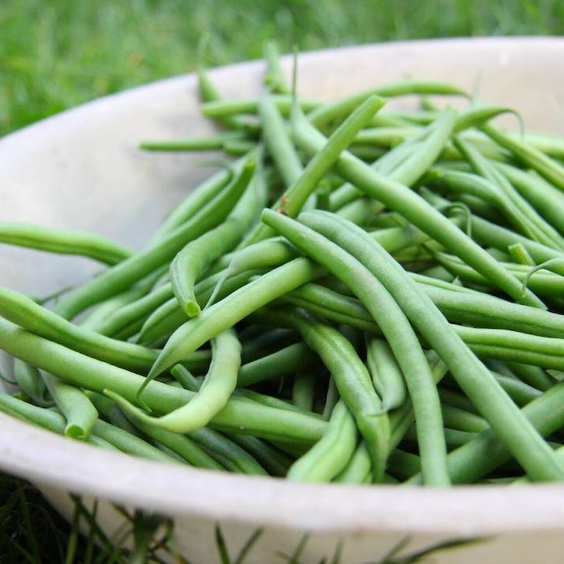 Haricot Mangetout Nain 'Roi des Belges' (Variété ancienne) Graines – Image 2