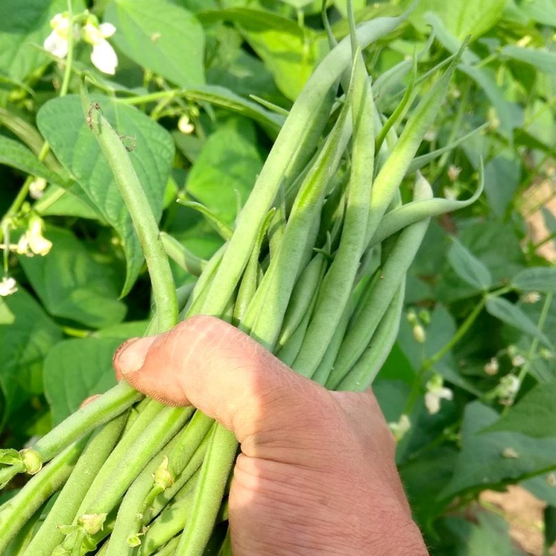 Haricot Mangetout Nain 'Roi des Belges' (Variété ancienne) Graines
