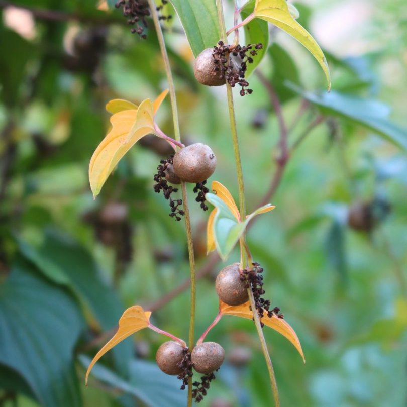 Igname-patate (Dioscorea batatas) Bulbilles