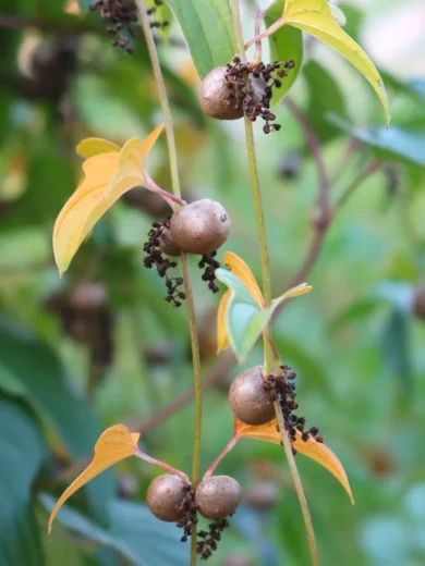 Igname-patate (Dioscorea batatas) Bulbilles