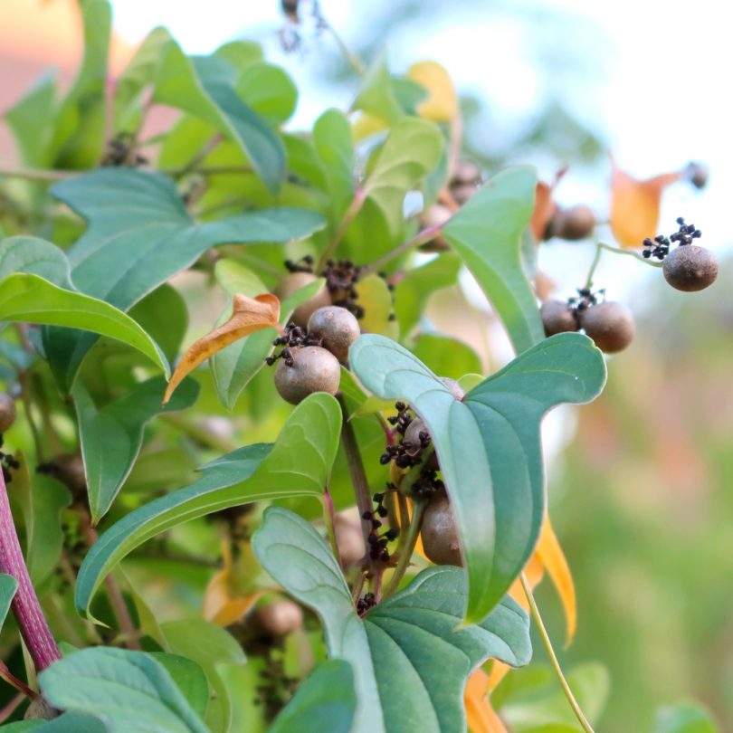 Igname-patate (Dioscorea batatas) Bulbilles – Image 3