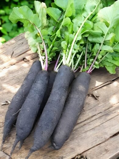 Navet long 'Noir d'Alsace' (Variété ancienne) Graines