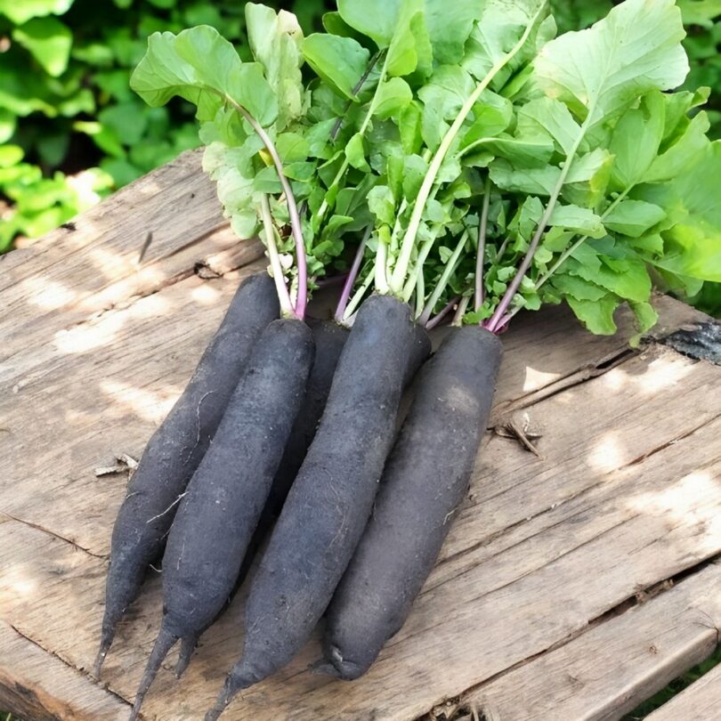 Navet long 'Noir d'Alsace' (Variété ancienne) Graines
