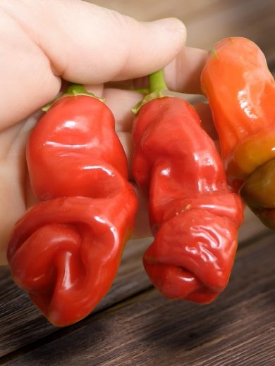 Piment 'Pénis rouge' (Capsicum annuum) Graines – Image 3