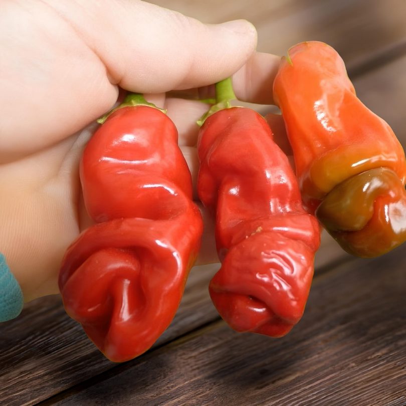 Piment 'Pénis rouge' (Capsicum annuum) Graines – Image 3