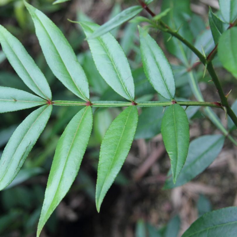 Poivrier de Timut (Zanthoxylum armatum) Graines – Image 2
