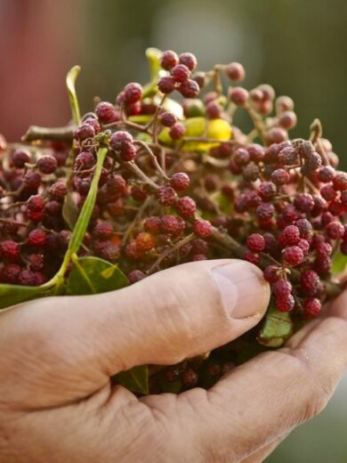 Poivrier de Timut (Zanthoxylum armatum) Graines