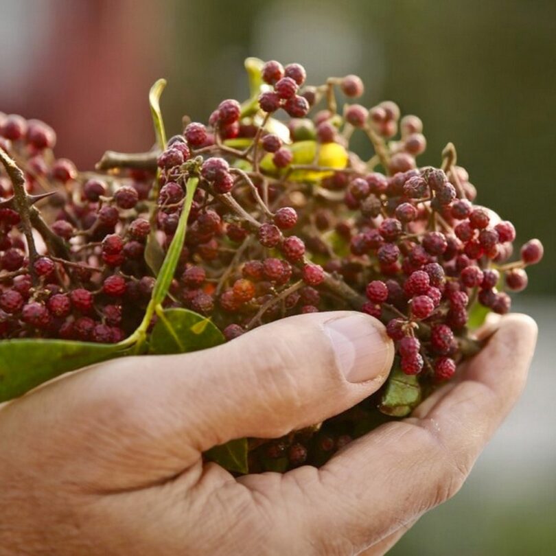 Poivrier de Timut (Zanthoxylum armatum) Graines
