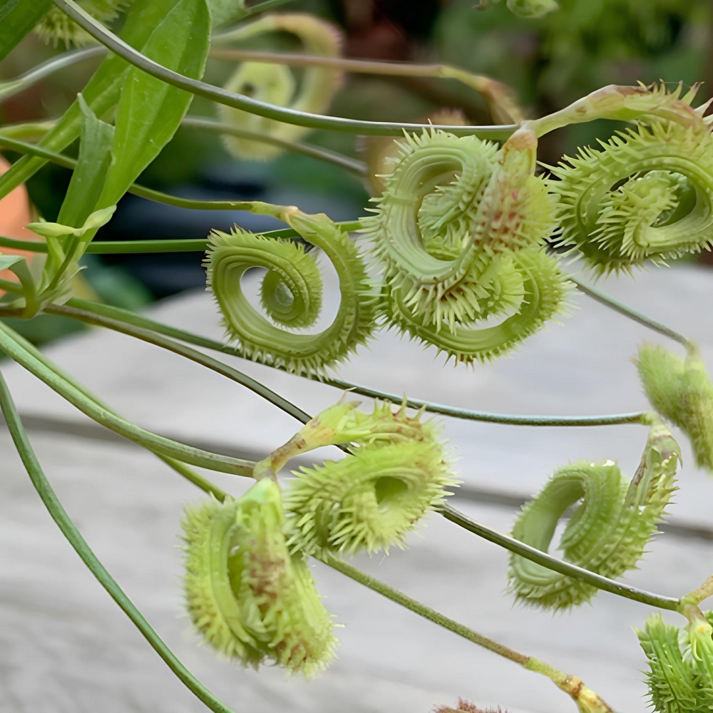 Catalogue Graines et plantes tropicales - Boutique Végétale