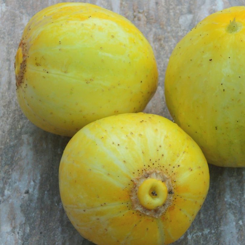 Concombre 'Lemon' (Variété ancienne) Graines – Image 3