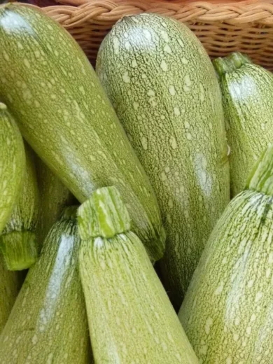 Courgette 'Petite Grise d'Alger' (Variété Ancienne) Graines