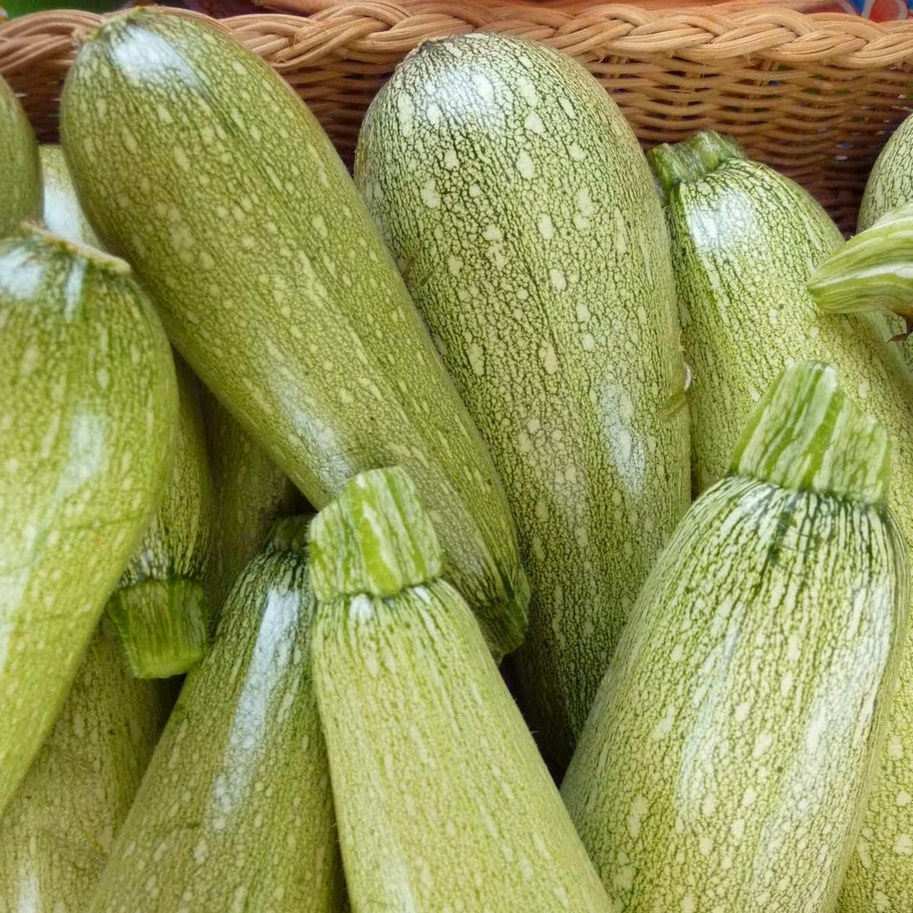 Courgette 'Petite Grise d'Alger' (Variété Ancienne) Graines