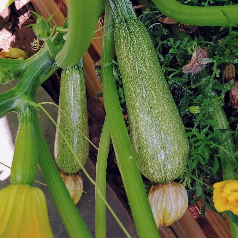 Courgette 'Petite Grise d'Alger' (Variété Ancienne) Graines – Image 2