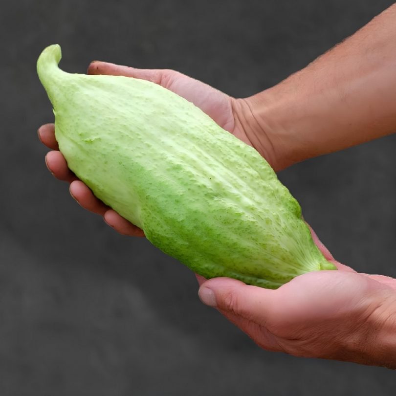 Cyclanthère Géant 'Bolivian Giant' (Cyclantera pedata) Graines – Image 4