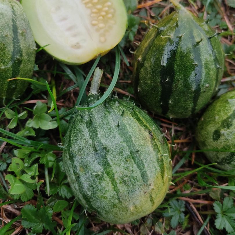 Concombre Kiwano de Zambie (Cucumis zambianus) Graines – Image 2