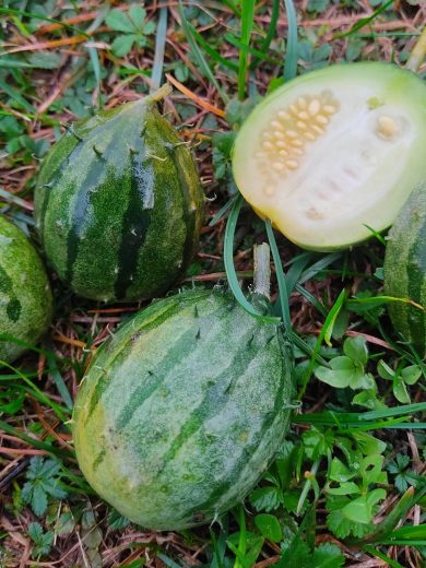 Concombre Kiwano de Zambie (Cucumis zambianus) Graines