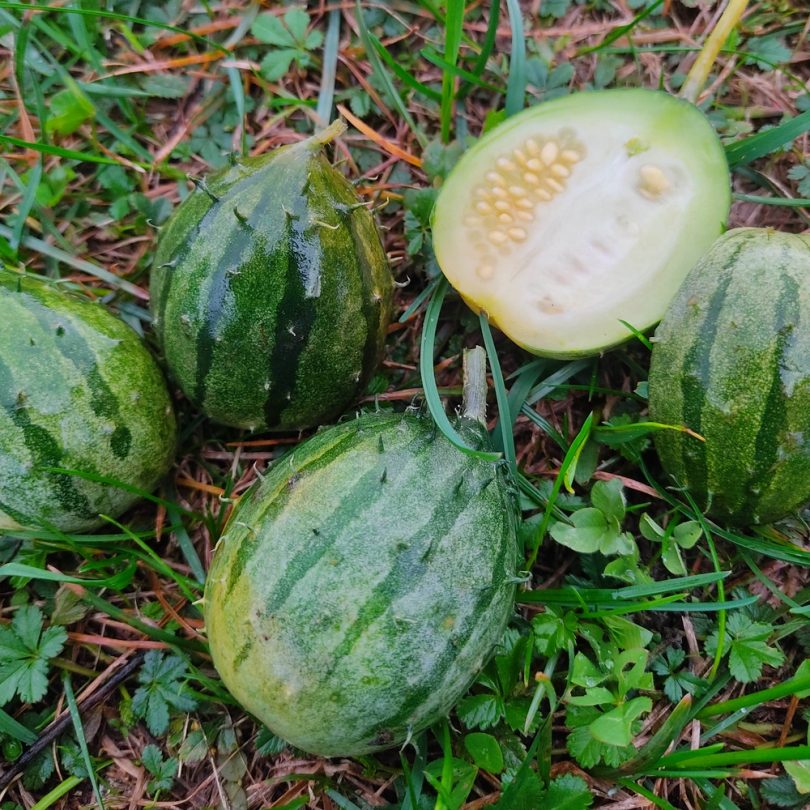 Concombre Kiwano de Zambie (Cucumis zambianus) Graines