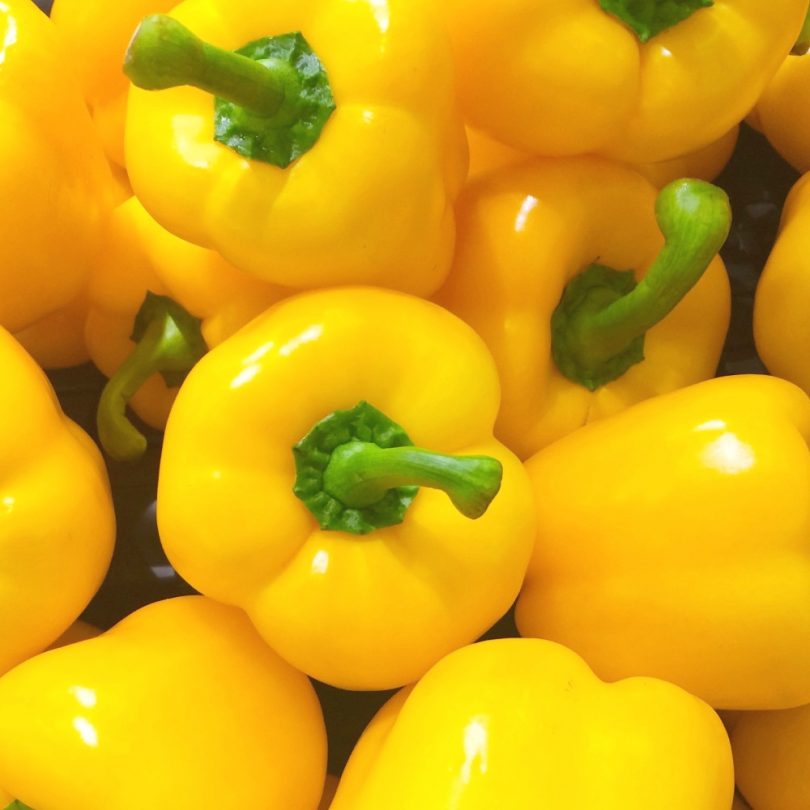 Poivron 'Carré d'Asti Jaune' (Variété Ancienne) Graines