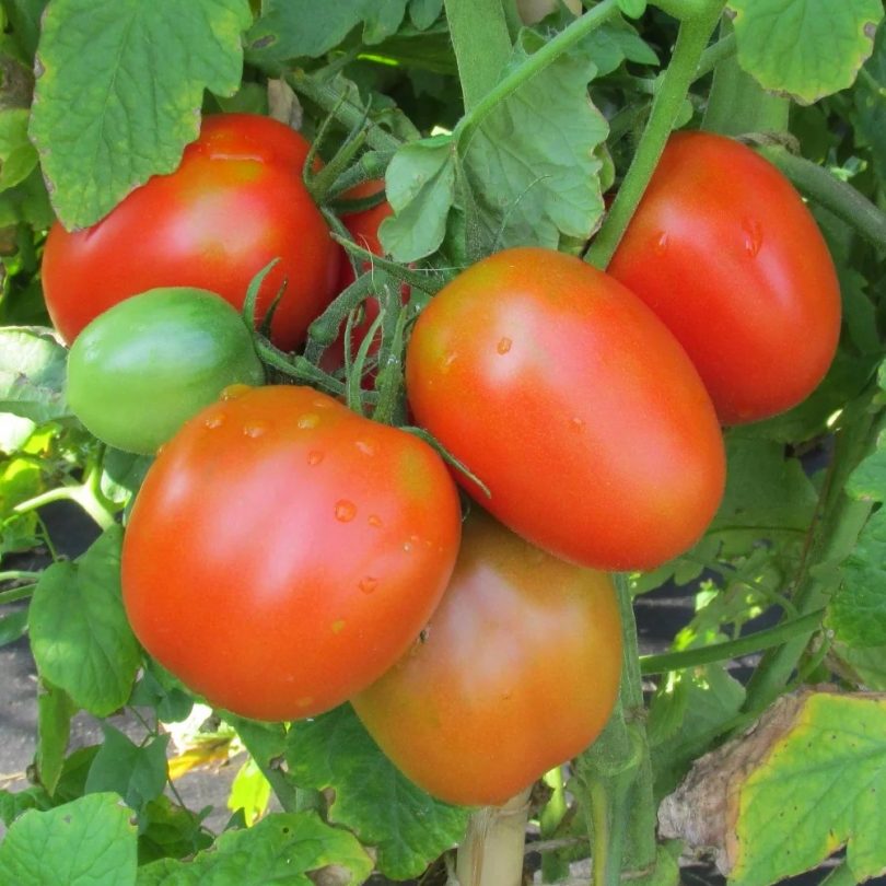 Tomate Liane 'De Berao' (Variété précoce) Graines – Image 2