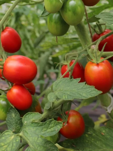 Tomate Liane 'De Berao' (Variété précoce) Graines