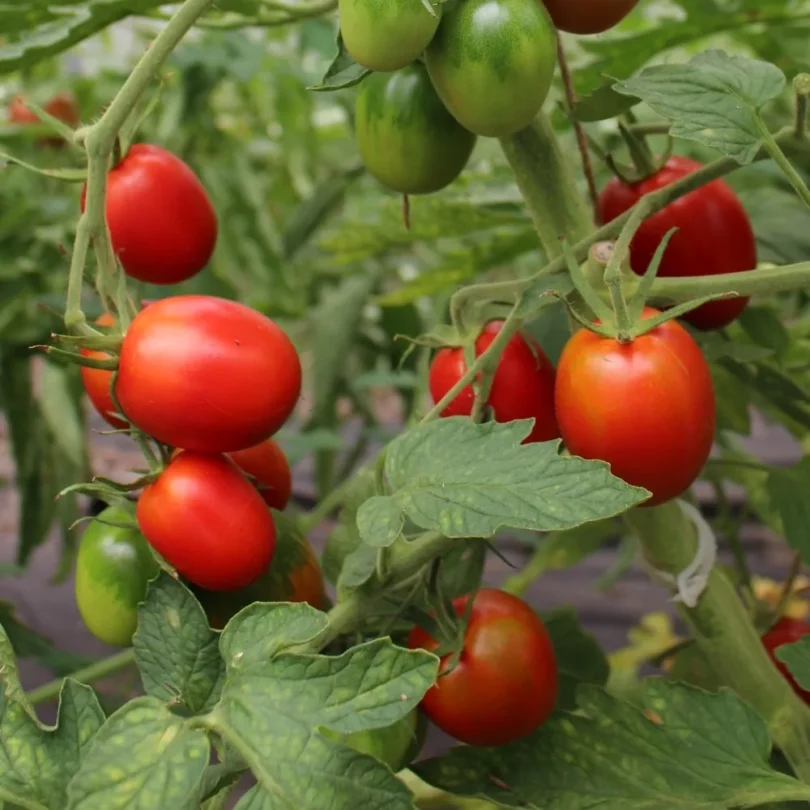 Tomate Liane ‘De Berao’ (Variété précoce) Graines
