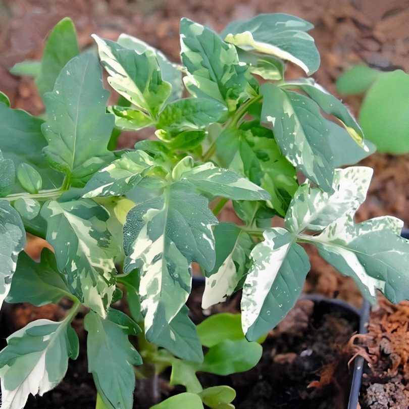 Tomate cerise 'Potato Leaf Variegated' (Variété rare) Graines – Image 2