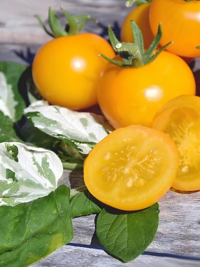 Tomate cerise 'Potato Leaf Variegated' (Variété rare) Graines