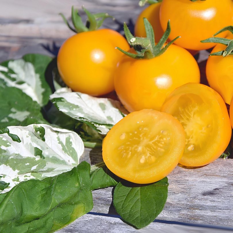 Tomate cerise 'Potato Leaf Variegated' (Variété rare) Graines