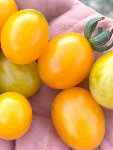 Tomate des Galapagos (Solanum cheesmaniae) Graines