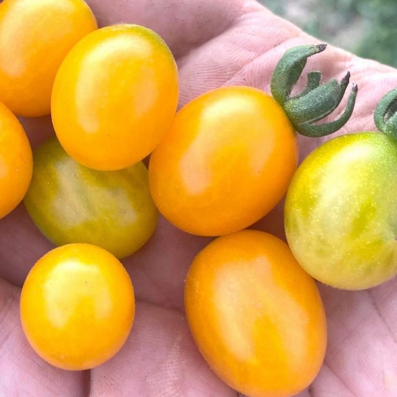 Tomate des Galapagos (Solanum cheesmaniae) Graines