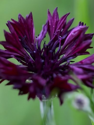 Bleuet Noir 'Black Ball' (Variété comestible) Graines