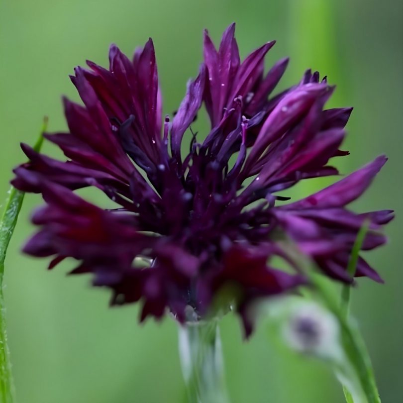 Bleuet Noir 'Black Ball' (Variété comestible) Graines