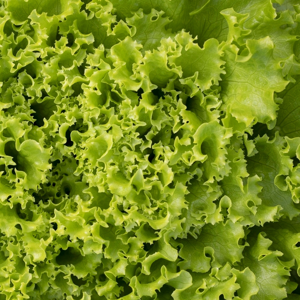 50 variétés de graines de légumes, de fruits et d'herbes pour le potager  plus de 2500 graines Facile à cultiver livraison gratuite -  France