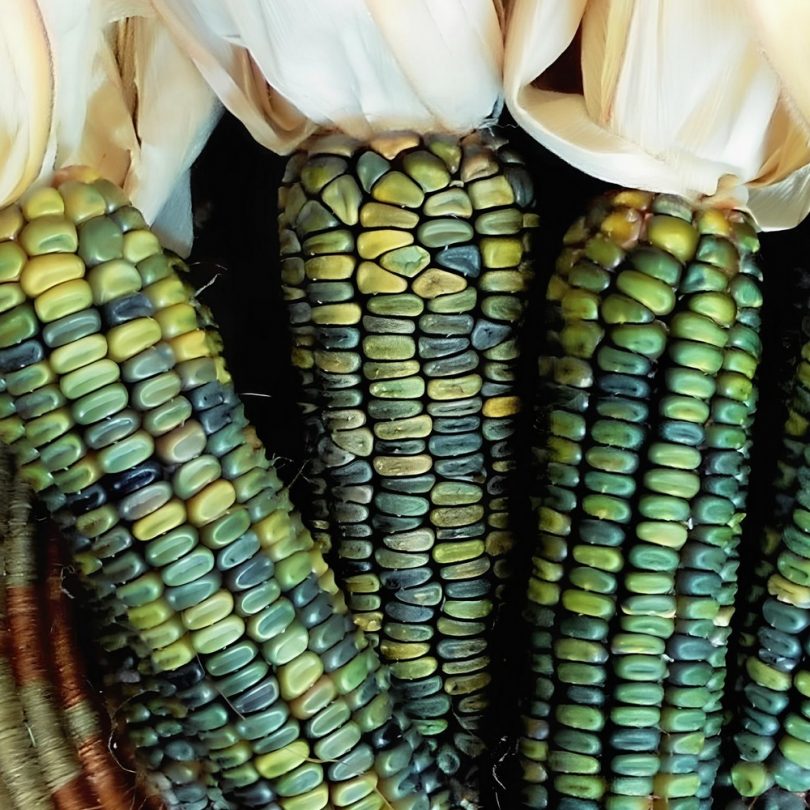 Maïs Vert 'Oaxacan Green' (Zea mays) Graines – Image 2