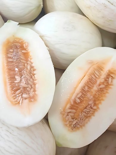Melon Blanc 'Branco Do Ribatejo' (Variété ancienne Portugaise) Graines