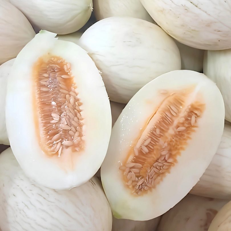Melon Blanc 'Branco Do Ribatejo' (Variété ancienne Portugaise) Graines