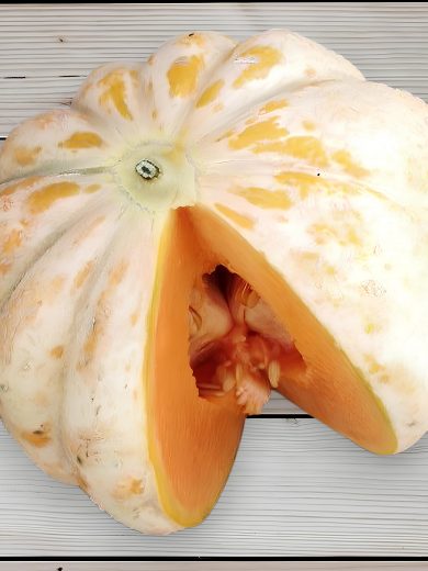 Melon 'Délice de la table' (Variété ancienne) Graines