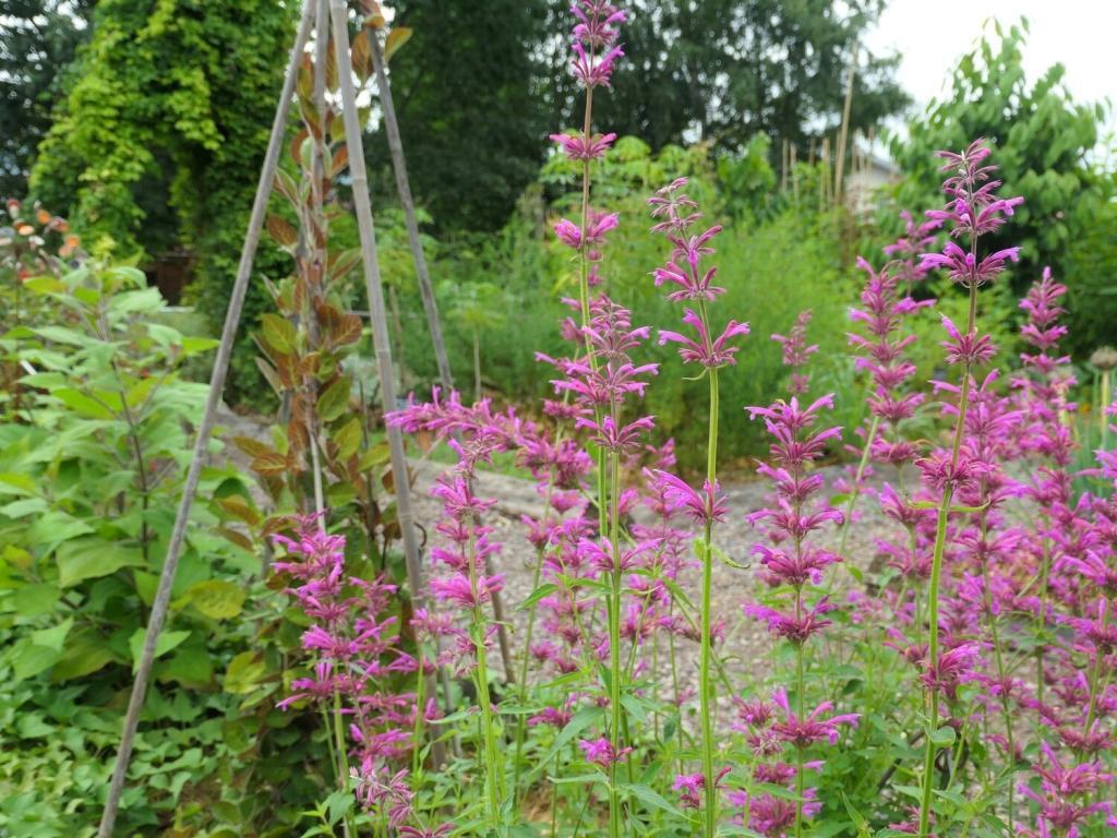 Assortiment Potager à l'ombre (5 Variétés de graines BIO) - Alsagarden