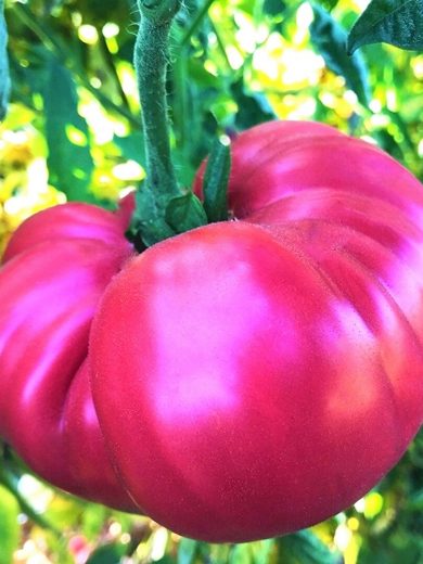 Tomate Rose 'Géante Belge' (Variété ancienne) Graines