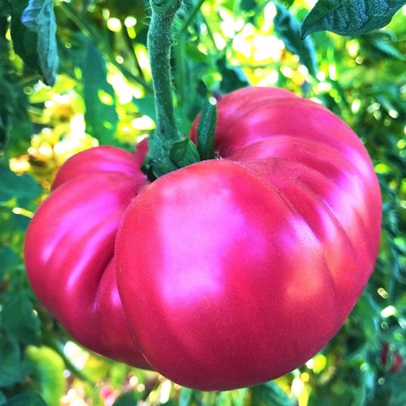 Tomate Rose 'Géante Belge' (Variété ancienne) Graines