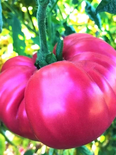 Tomate Rose 'Géante Belge' (Variété ancienne) Graines