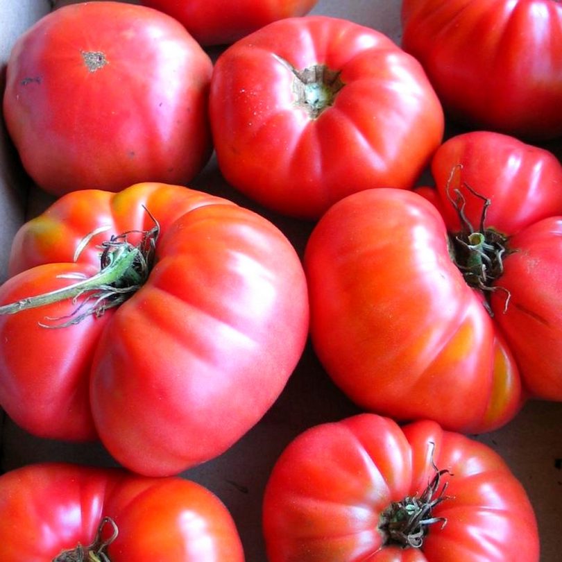 Tomate Rose 'Géante Belge' (Variété ancienne) Graines – Image 2