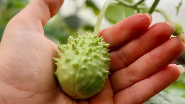 Archives des Légumes insolites - Alsagarden