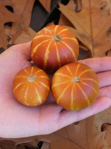 Melon de Senteur 'Dudaim' (Variété ancienne) Graines