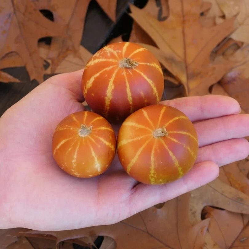 Melon de Senteur 'Dudaim' (Variété ancienne) Graines