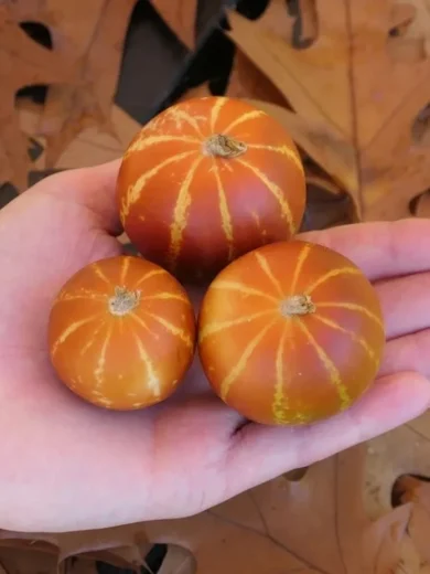 Melon de Senteur 'Dudaim' (Variété ancienne) Graines