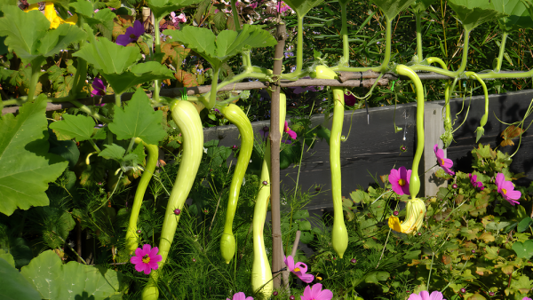 Alsagarden - Le blog des jardiniers curieux