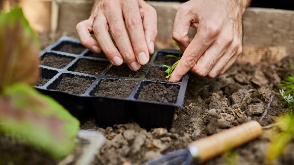 Idée Cadeau : Pensez aux coffrets de graines Alsagarden, jardinage et  découvertes