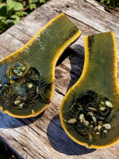 Courge Ayote à chair verte du Guatemala (Cucurbita moschata) Graines