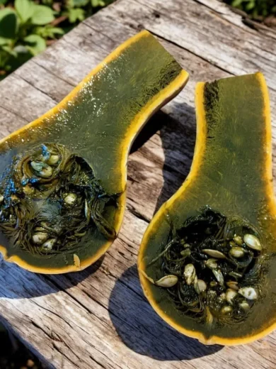 Courge Ayote à chair verte du Guatemala (Cucurbita moschata) Graines